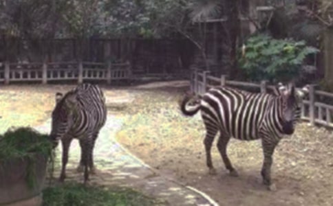 《泥斑馬》原文