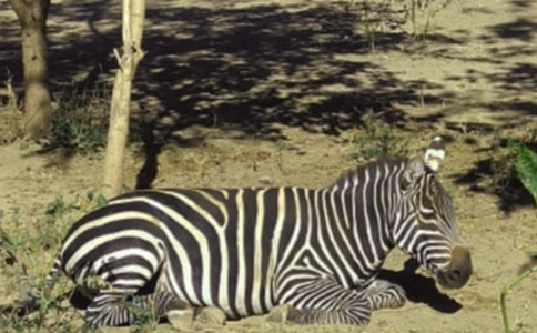 �����A�����R������