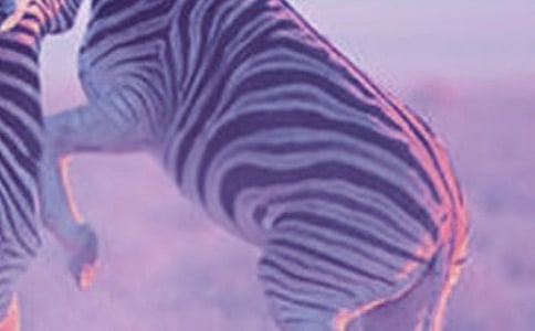 斑馬線前獻愛心作文