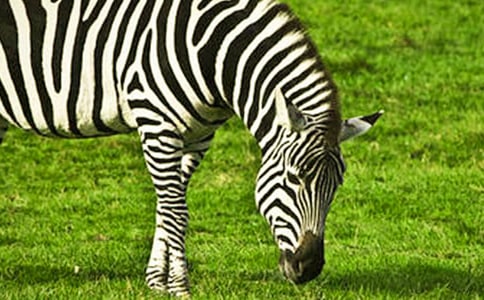 �����R������(y��u)��̰�