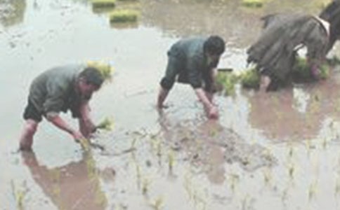 插秧解釋及造句