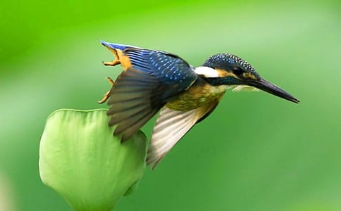 ���B(ni��o)�f(shu��)�n����n��