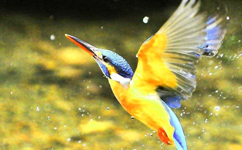 �����B���̌W(xu��)��(sh��)䛃�(y��u)��