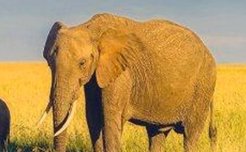 《大象的主人》讀后感