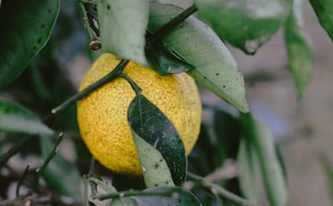 白果園社會實(shí)踐心得體會