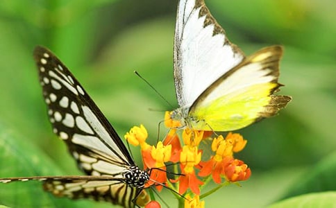 蝴蝶臂突圍戰(zhàn)如何秒殺贅肉