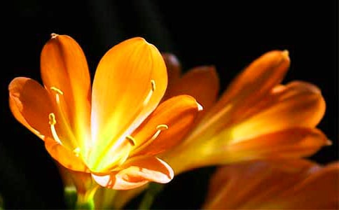 �����m���ģ��؂䣩