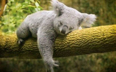 可愛的`考拉作文400字