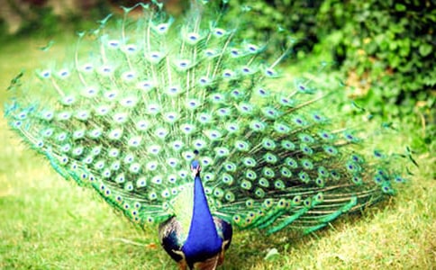 ���Ŀ�ȸ����6ƪ