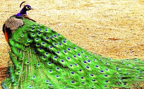 ��ȸ�_�����ąR��[15ƪ]