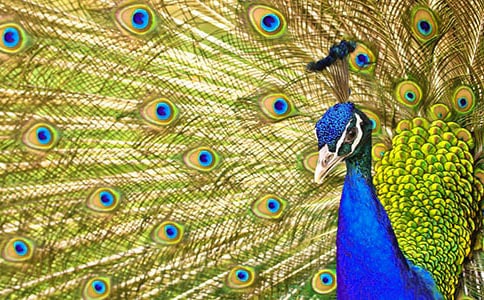 ����ȸ�|���w����˼