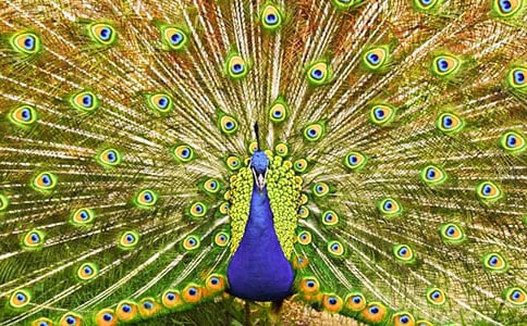 ��ȸ�������ķ�����7ƪ��