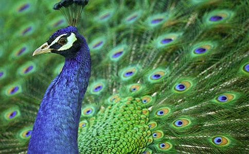 ���Ŀ�ȸ���ġ����T��