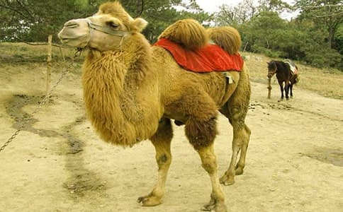 (必備)駱駝的作文30篇