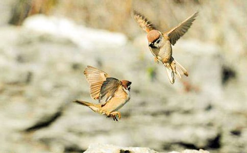 С��ȸ����10ƪ