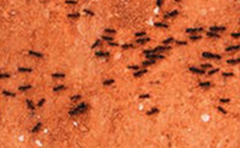 �а�Λρ�ᶹ��˼