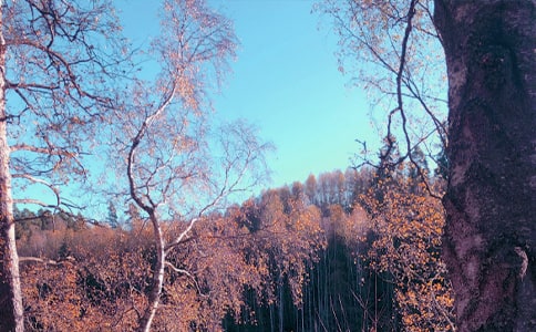 �������Z(y��)����