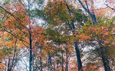 ���Ց�������