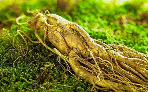 【薦】人參果作文2篇