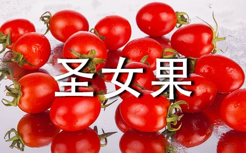 六年級(jí)圣女果日記400字