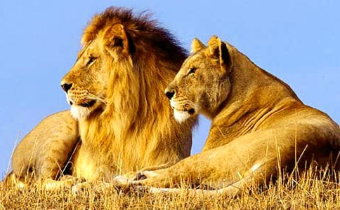 С���Ƕ��{�ӿ��D��Ԓ15ƪ[���T]