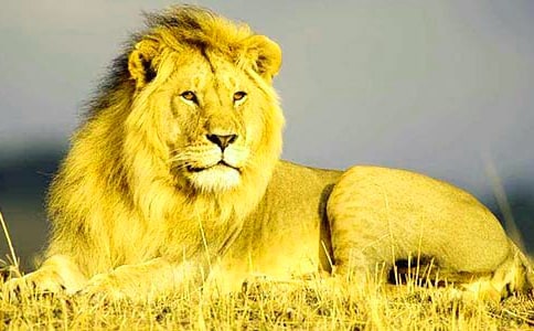 �{�����Č����ǷQ