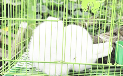 ���Ӻʹ�⬵Ĺ���