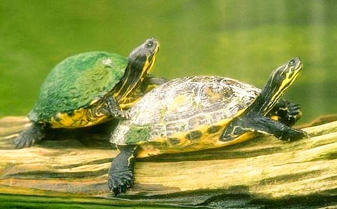 �ɐ۵�С�������ģ���(sh��)��15ƪ��