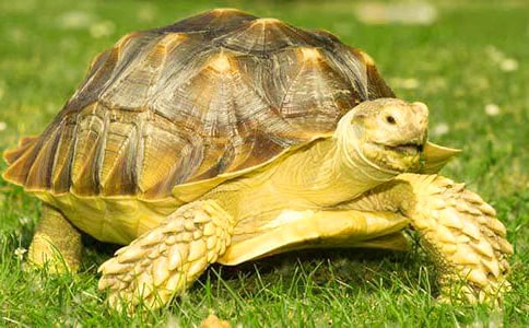 �ɐ۵�С�������ġ����x��