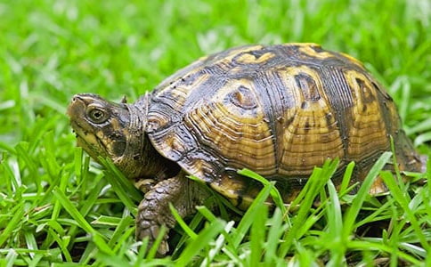 �ɐ۵�С��������[��Ʒ]