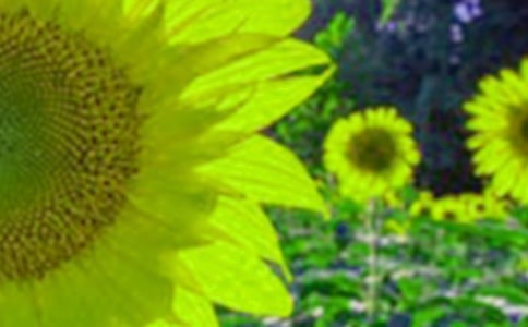 一簇最燦爛的向日葵