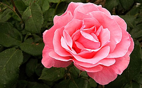 �¼��c������