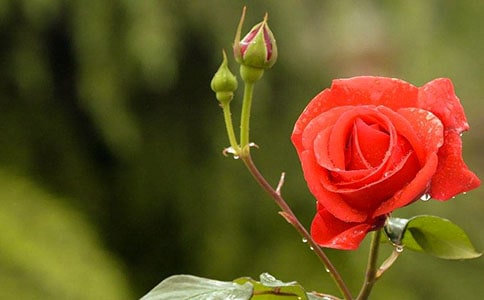 我愛(ài)月季作文