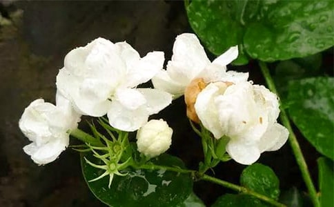 �P(gu��n)��С�W(xu��)���꼉(j��)�ĸ���(��i)����200�֣�����(��i)�������