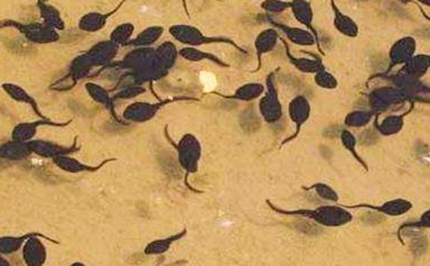 (����)�ɐ۵�С�������