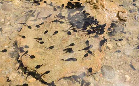 抓蝌蚪作文10篇